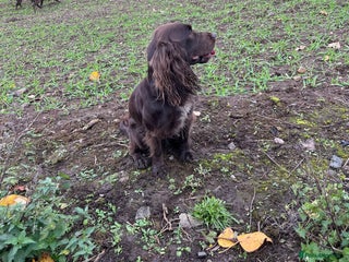 Cocker Spaniel dogs for stud - Advert 1
