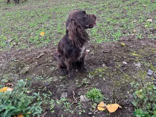 Cocker Spaniel dogs Liver Cocker Spaniel at Stud - Advert 1