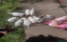 Jack Russell dogs for sale: Beautiful jack Russell puppies  - Image 21