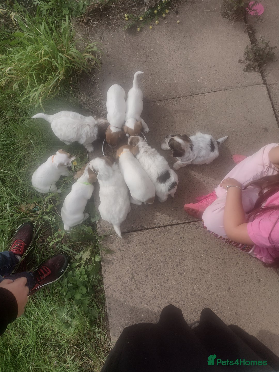 Jack Russell dogs for sale: Beautiful jack Russell puppies  - Image 21