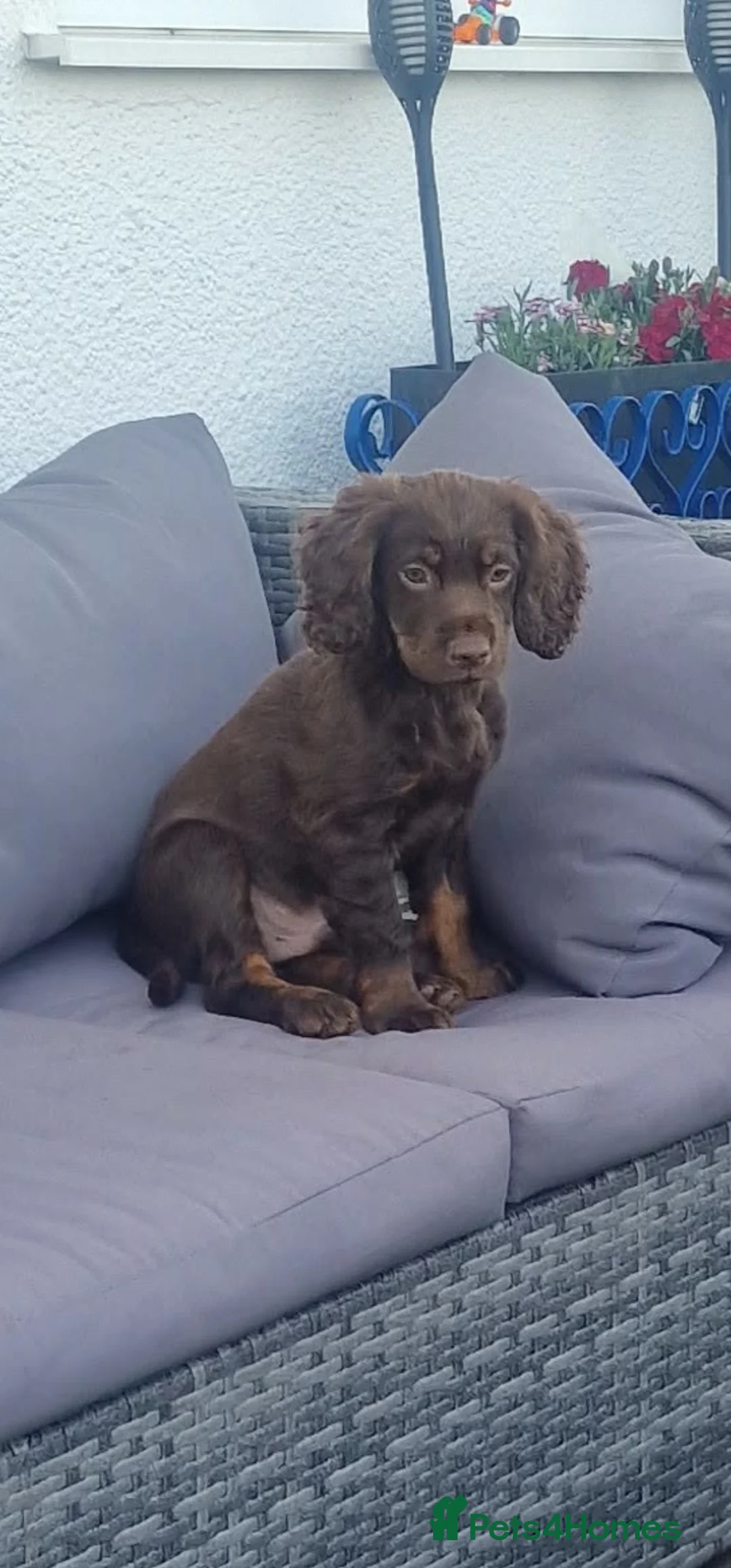 Cocker Spaniel dogs for sale: Working Cocker Spaniel  in Telford - Advert 8