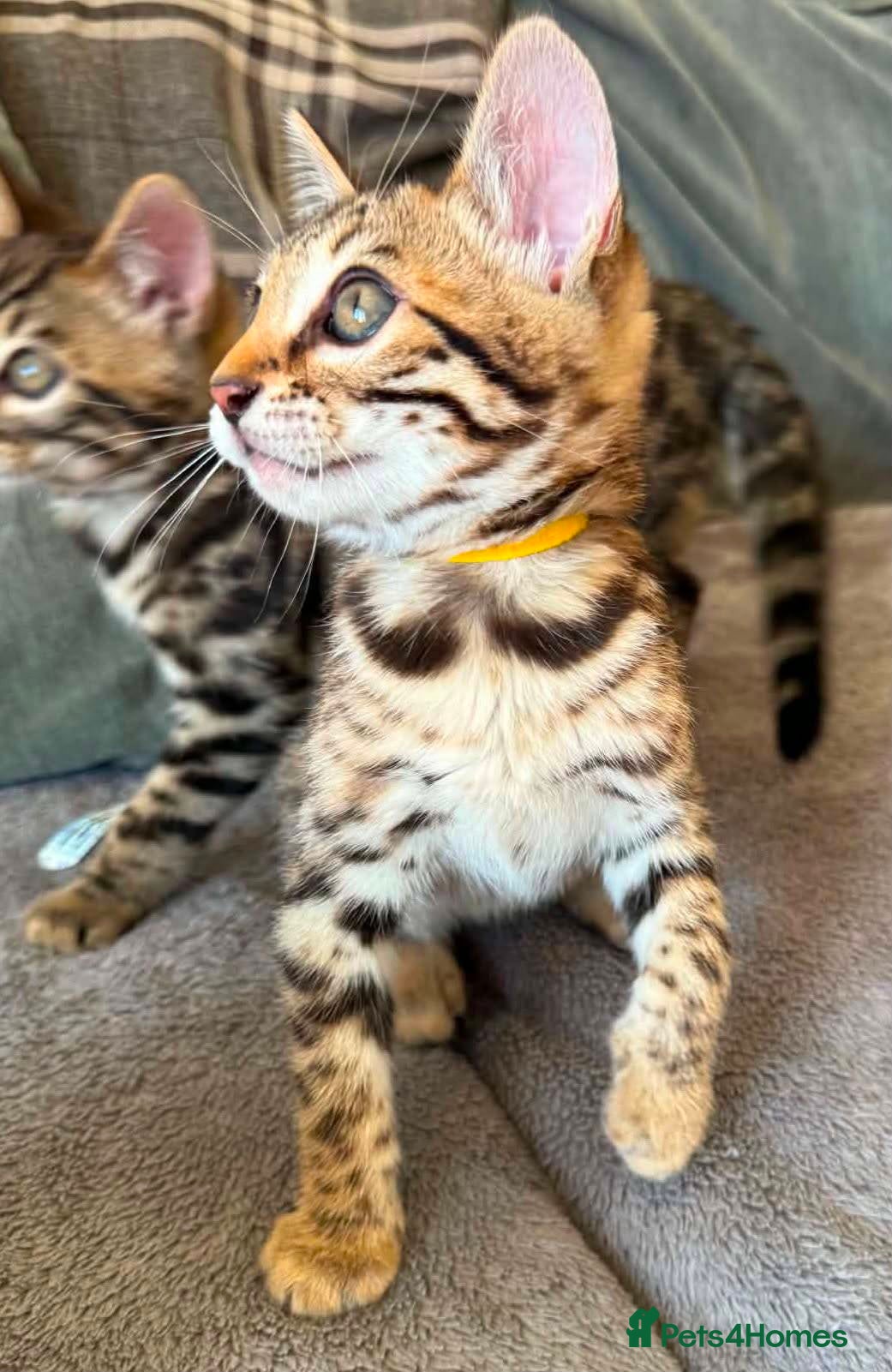 Bengal cats for sale: TICA Rare Snow & Charcoal carrying Bengal kittens! - Advert 19