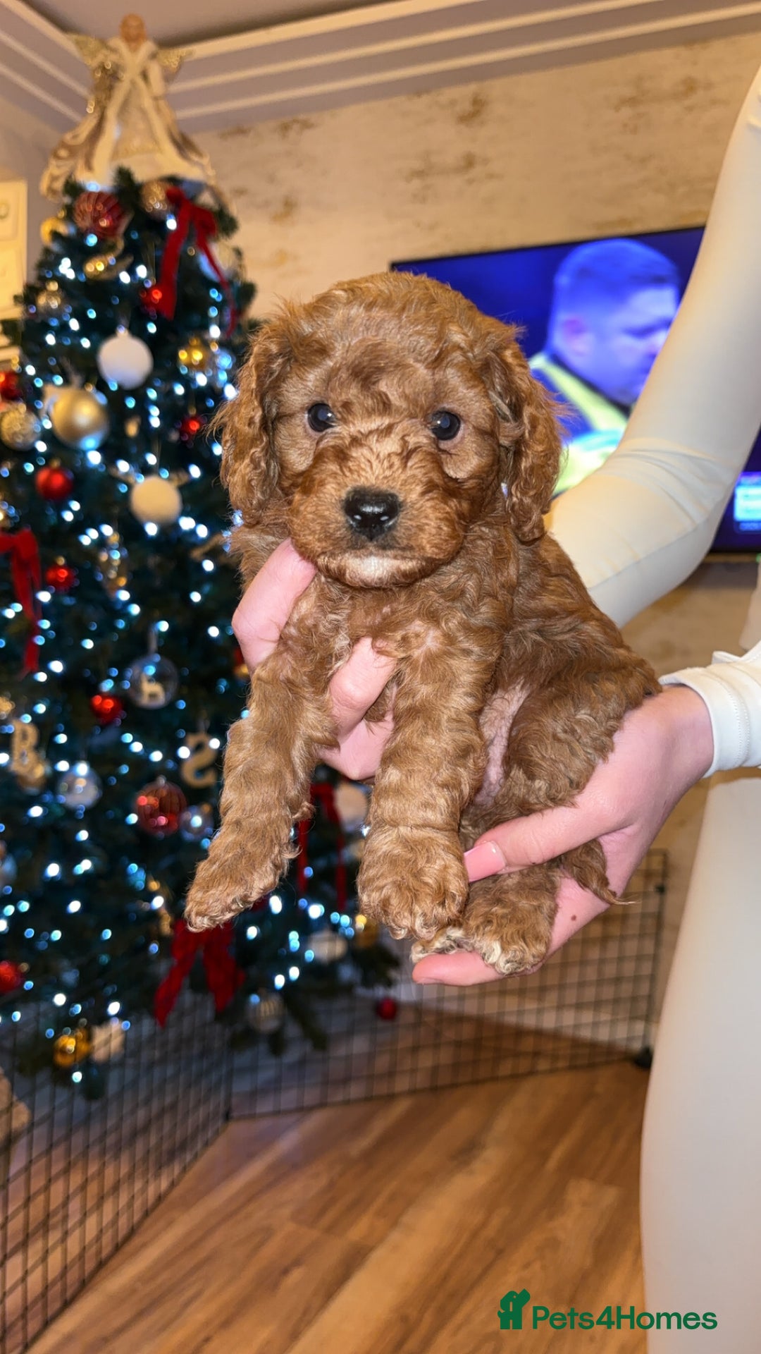 Cavapoo dogs for sale: Cavapoo F1B LAST GIRL AVAILABLE ♥️ - Advert 29