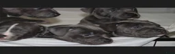 Staffordshire Bull Terrier dogs for sale: Blue staff puppies  - Advert 6