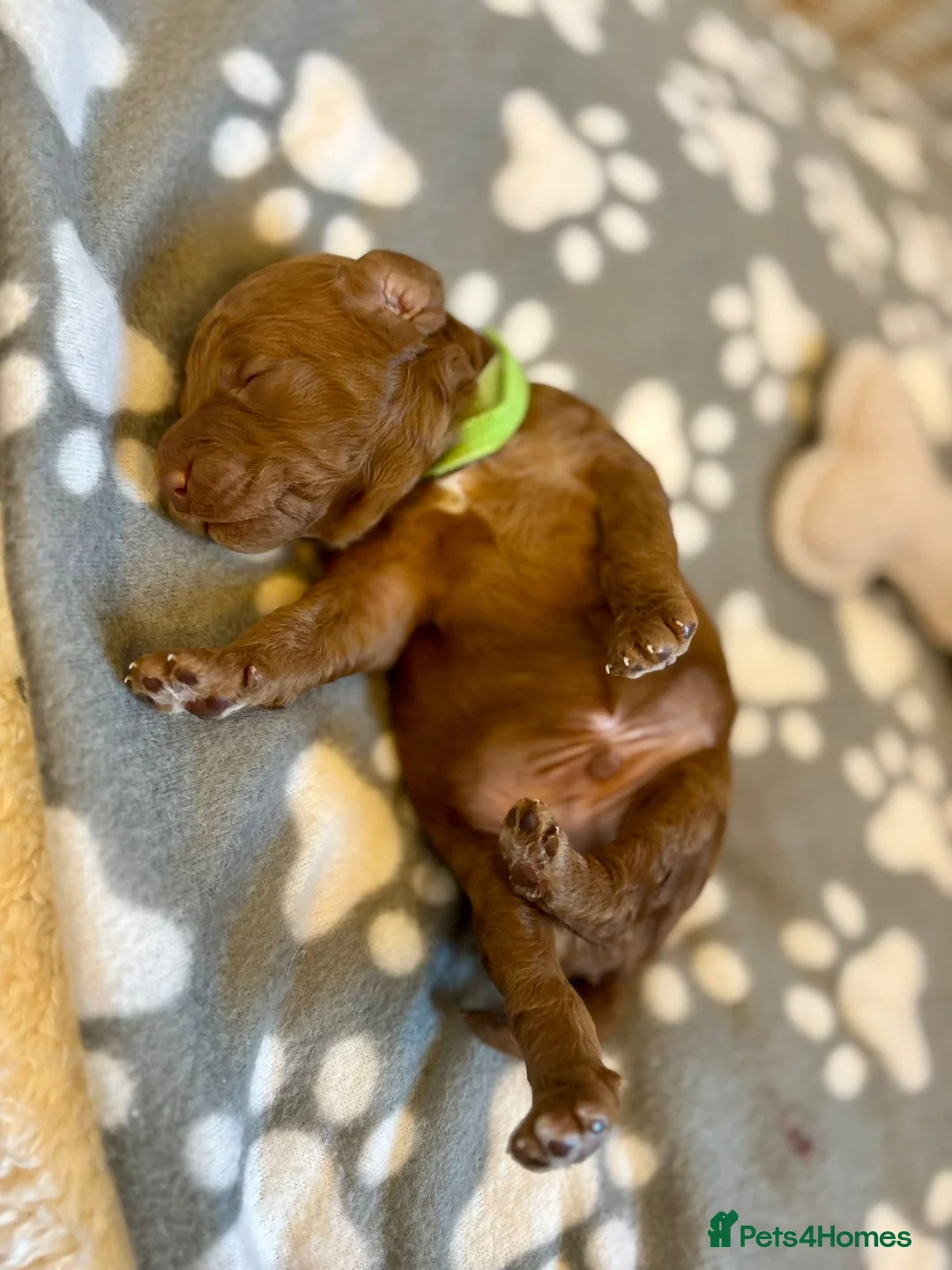 Cockapoo dogs for sale: F1B 4 very handsome cockapoo boys for sale - Advert 7