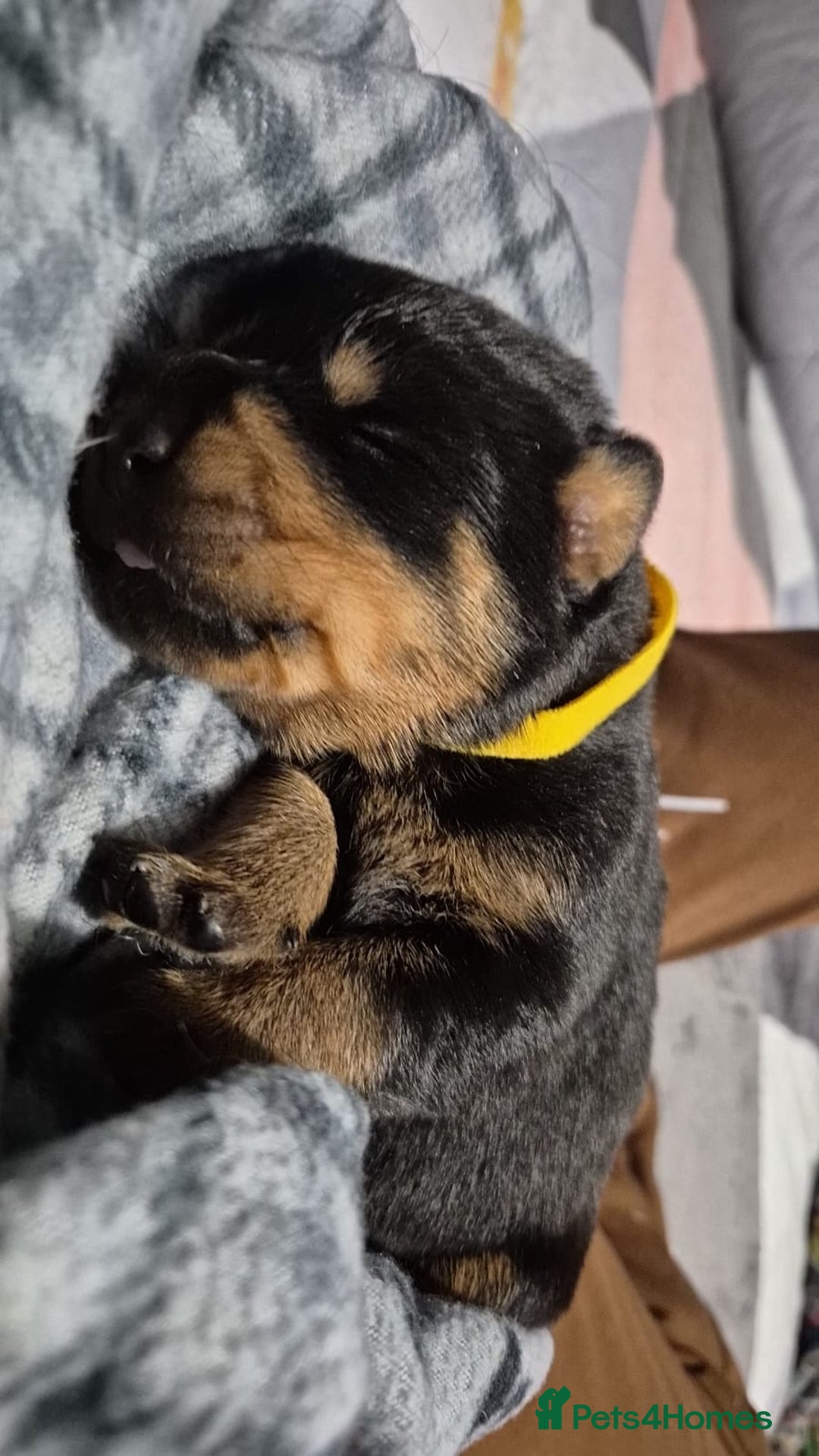 Rottweiler dogs for sale: 4 beautiful rottweiler puppies - Advert 18