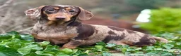 Dachshund dogs for stud: KC Pra clear chocolate dapple at stud - Advert 1