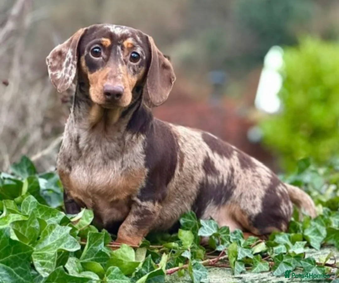 Dachshund dogs for stud: KC Pra clear chocolate dapple at stud - Advert 1