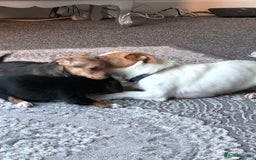 Jack Russell dogs for sale: Jack Russell pups - Image 11