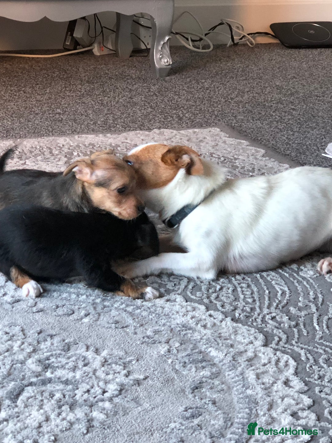 Jack Russell dogs for sale: Jack Russell pups - Image 11