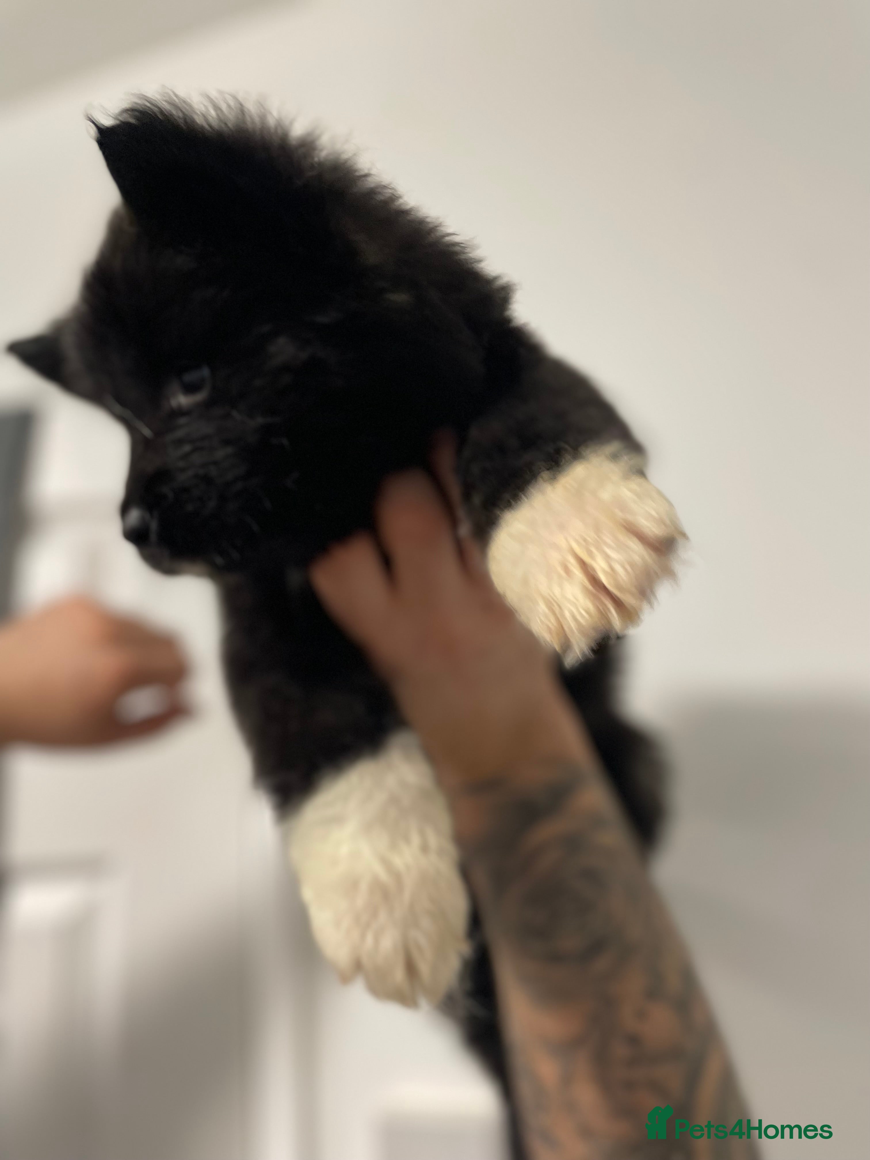 Akita dogs akita puppies  - Advert 15