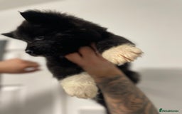 Akita dogs for sale: akita puppies  - Image 1