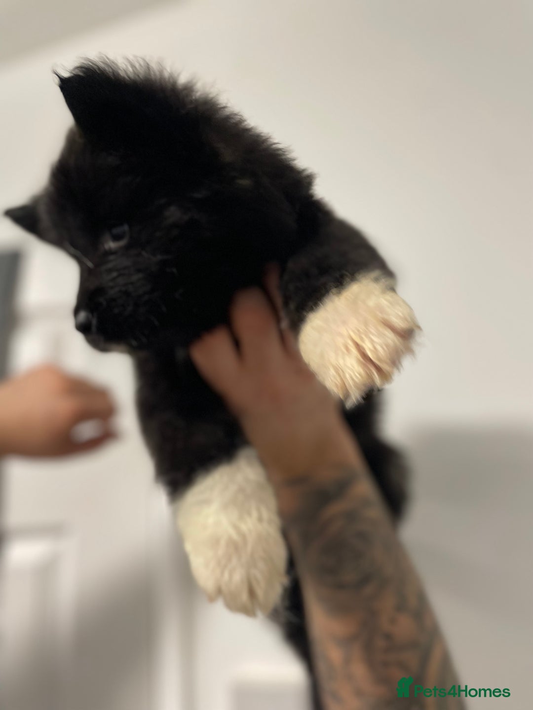 Akita dogs for sale: akita puppies  - Image 1