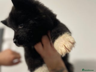 Akita dogs for sale - Advert 1