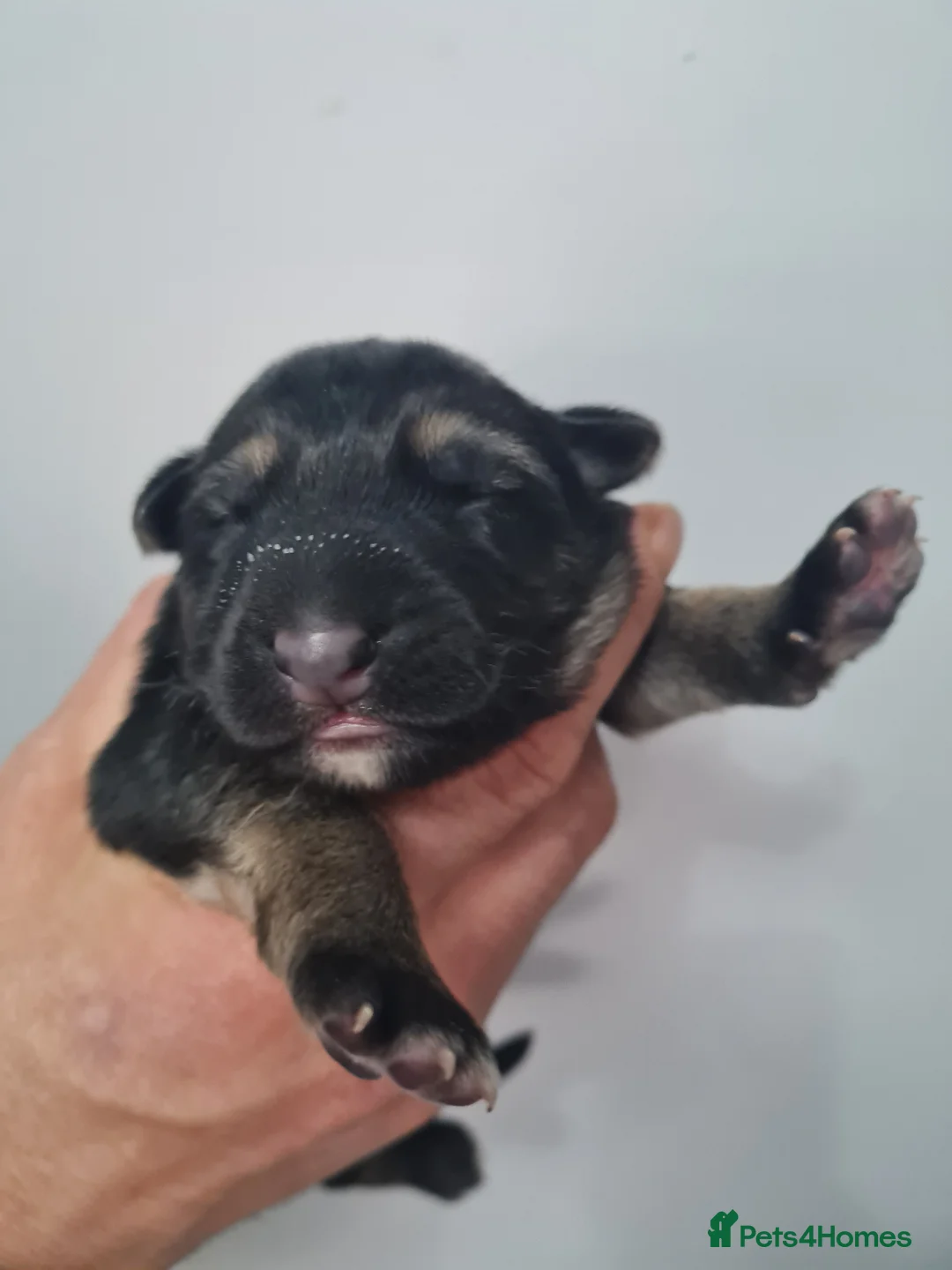German Shepherd dogs for sale: Last 2 stunning german shepherd pups in Blackpool - Advert 2
