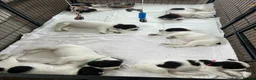 English Springer Spaniel dogs for sale: English Springer Spaniel Puppies in Basingstoke - Advert 9