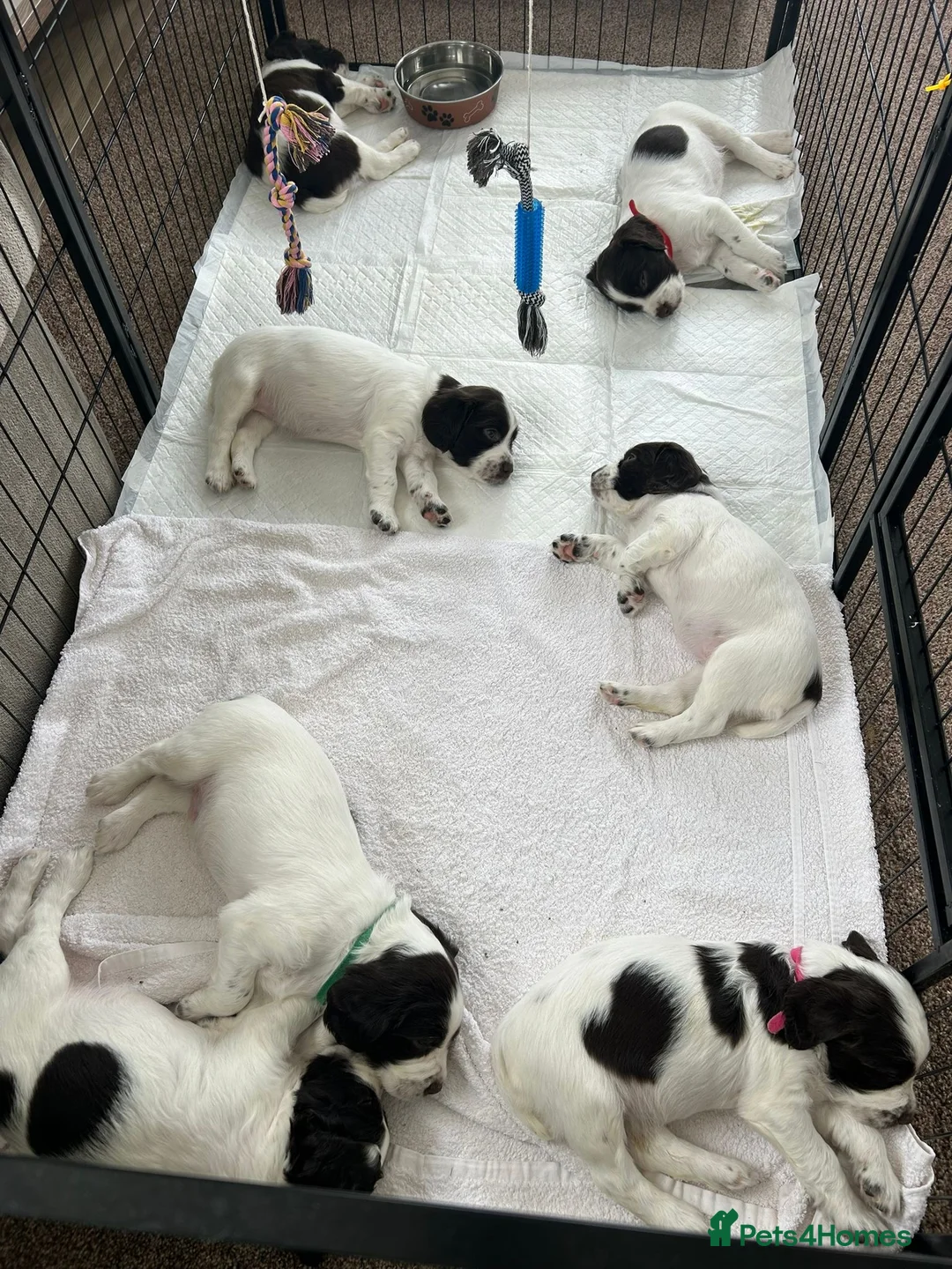 English Springer Spaniel dogs for sale: English Springer Spaniel Puppies in Basingstoke - Advert 9
