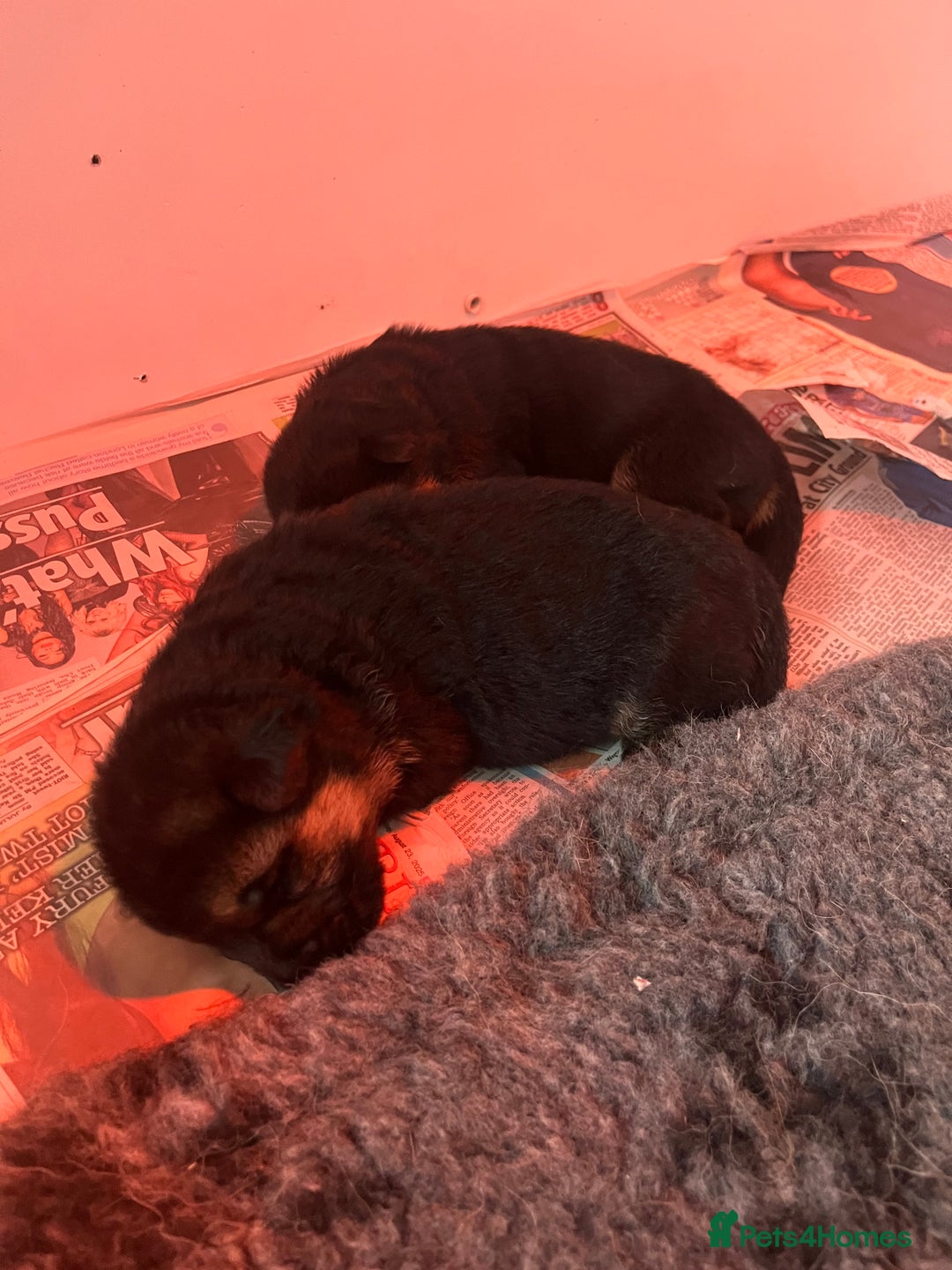 German Shepherd dogs for sale: Litter of puppies with a World Class Pedigree  - Advert 12