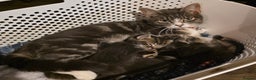 Mixed Breed cats for sale: Long haired tabby kittens.  - Advert 1