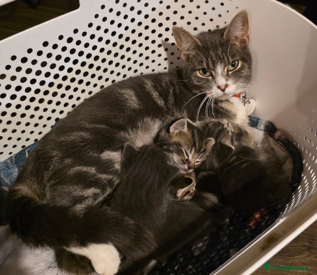 Mixed Breed cats for sale: Long haired tabby kittens.  - Advert 1