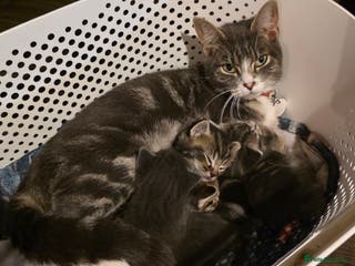 Mixed Breed cats Long haired tabby kittens. - Advert 4