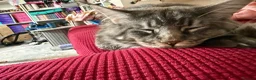 Maine Coon cats for sale: Russian Xl Maine coon Smokey  - Advert 13