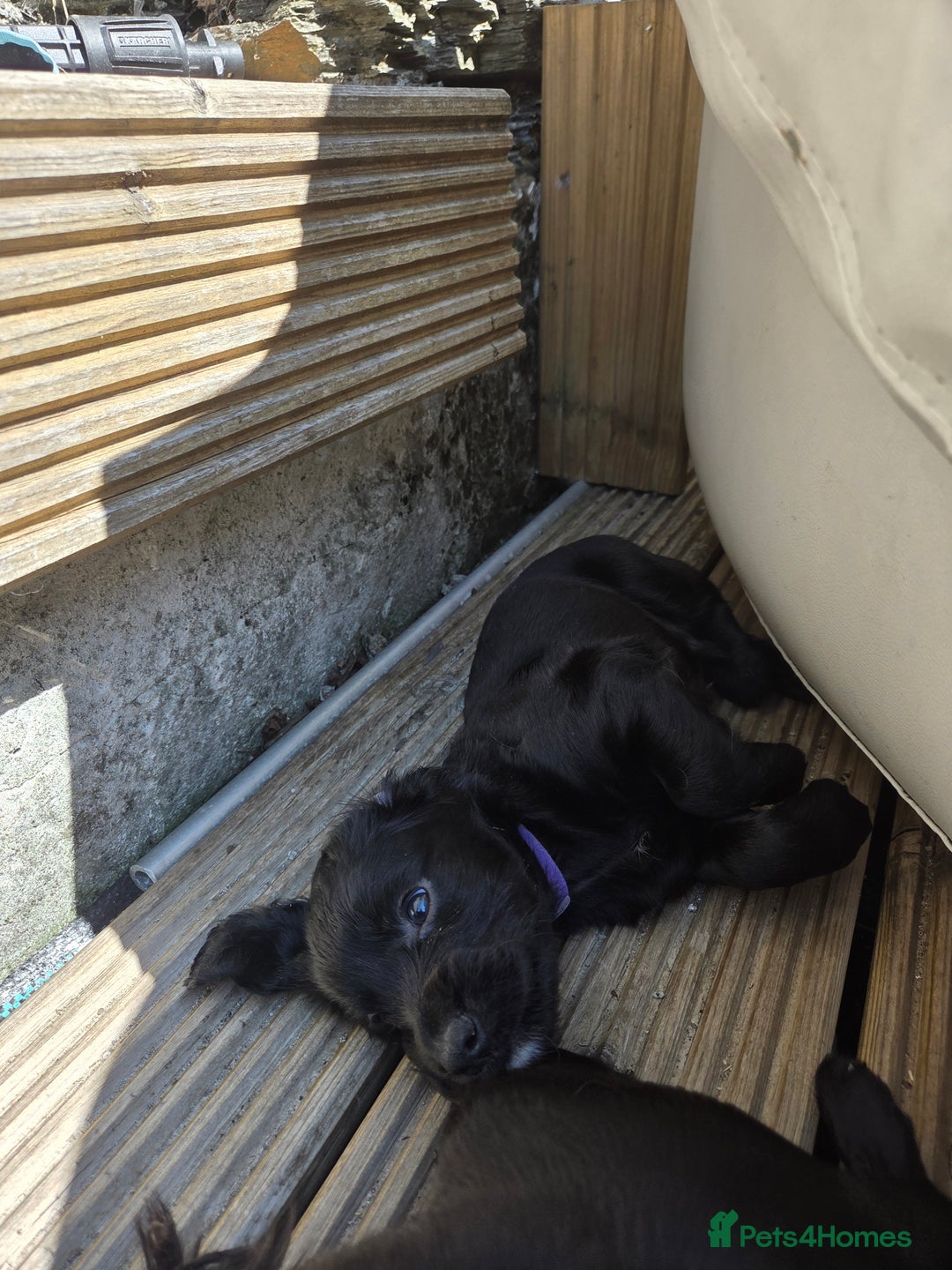 Cocker Spaniel dogs for sale: Working cocker spaniel pups - Image 16