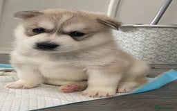 Siberian Husky dogs for sale: Full breed husky puppies - Image 5