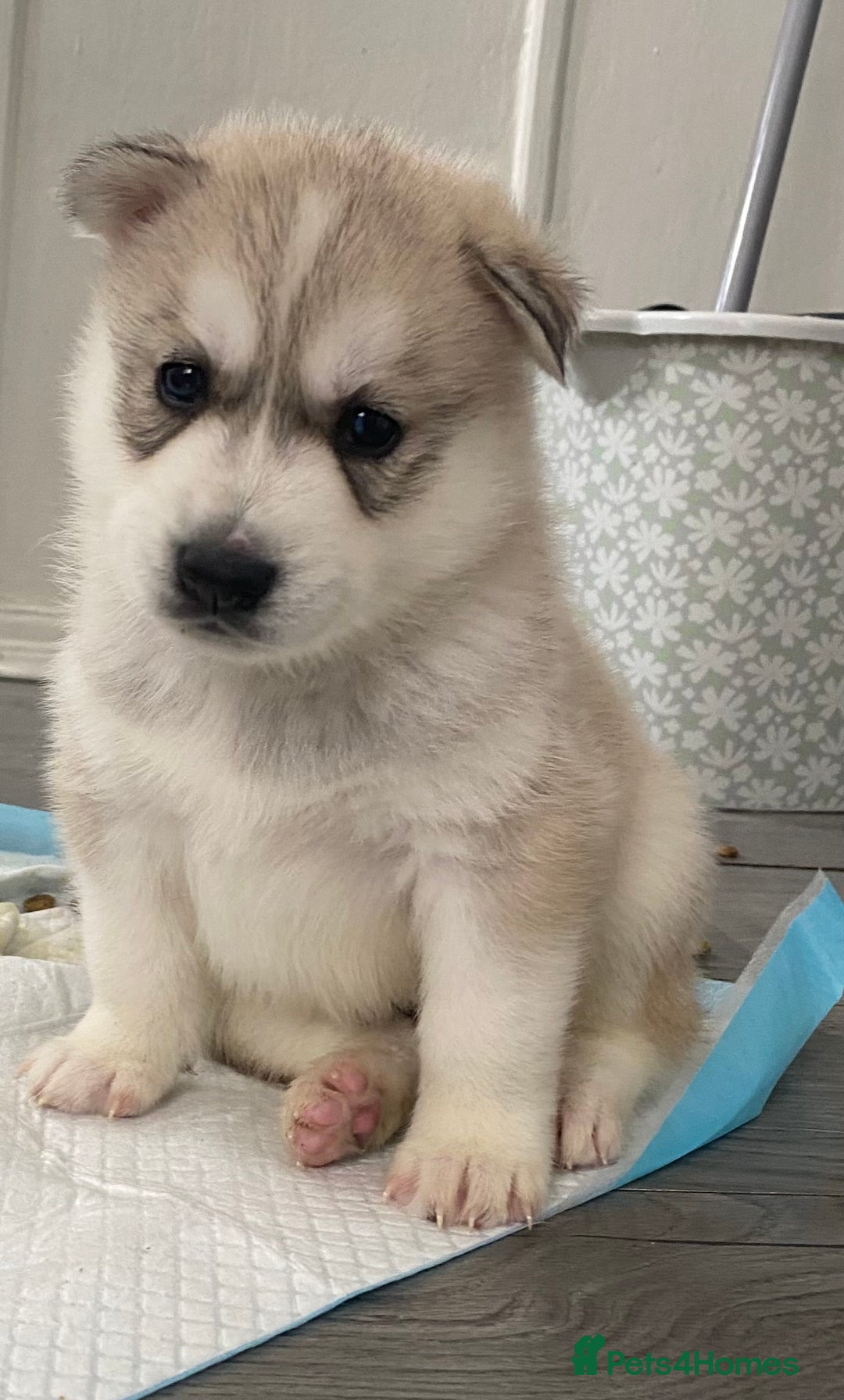 Siberian Husky dogs for sale: Full breed husky puppies - Image 5