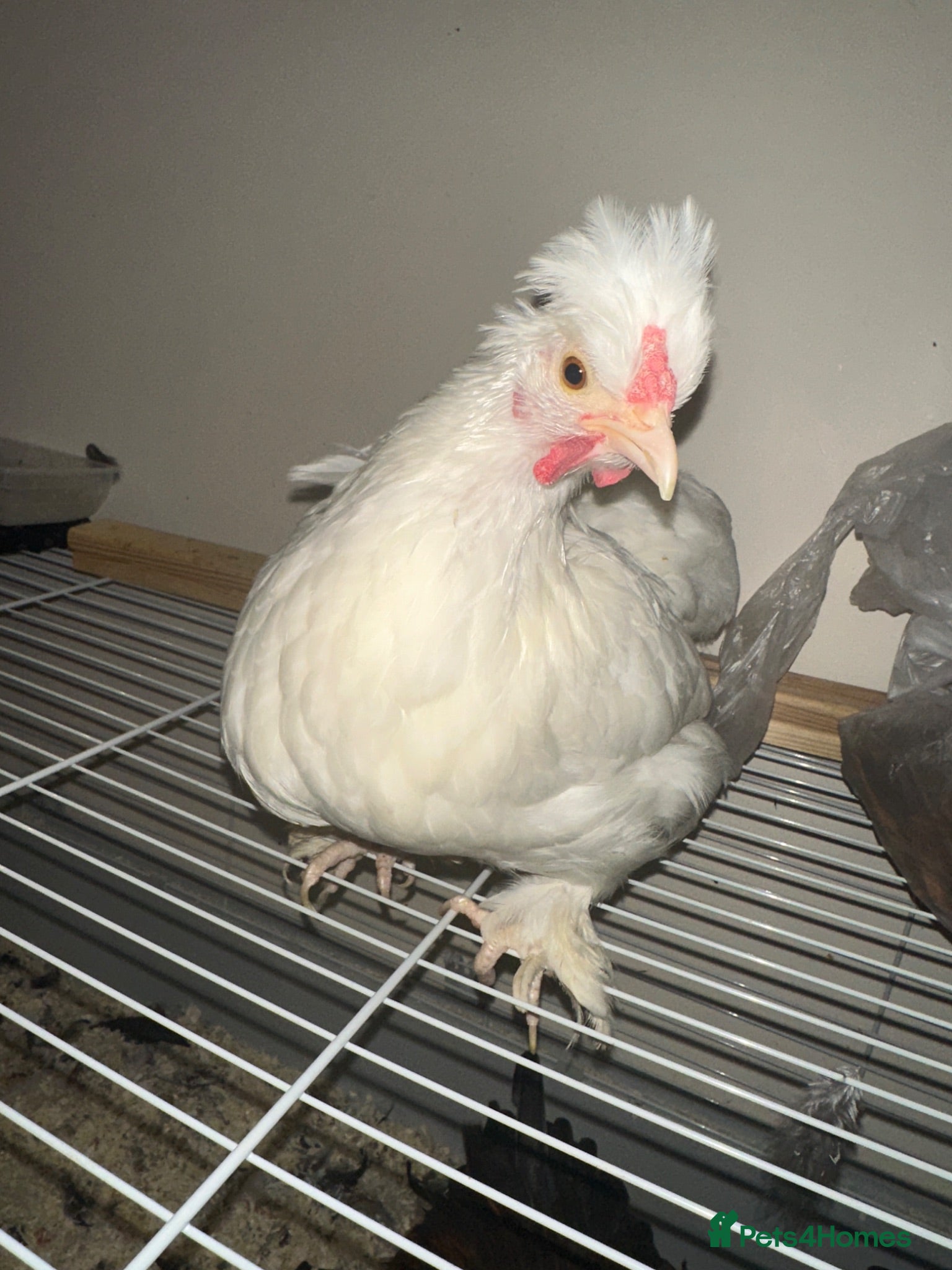 Chickens poultry Sultan Chicken or a crested bantam cross  - Advert 7