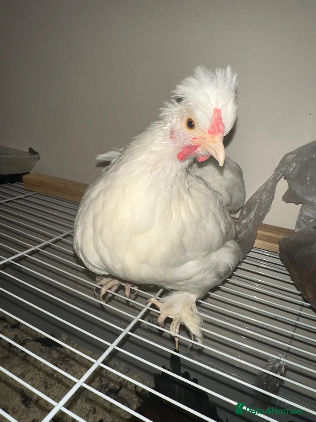 Chickens poultry for sale: Sultan Chicken or a crested bantam cross  - Advert 1