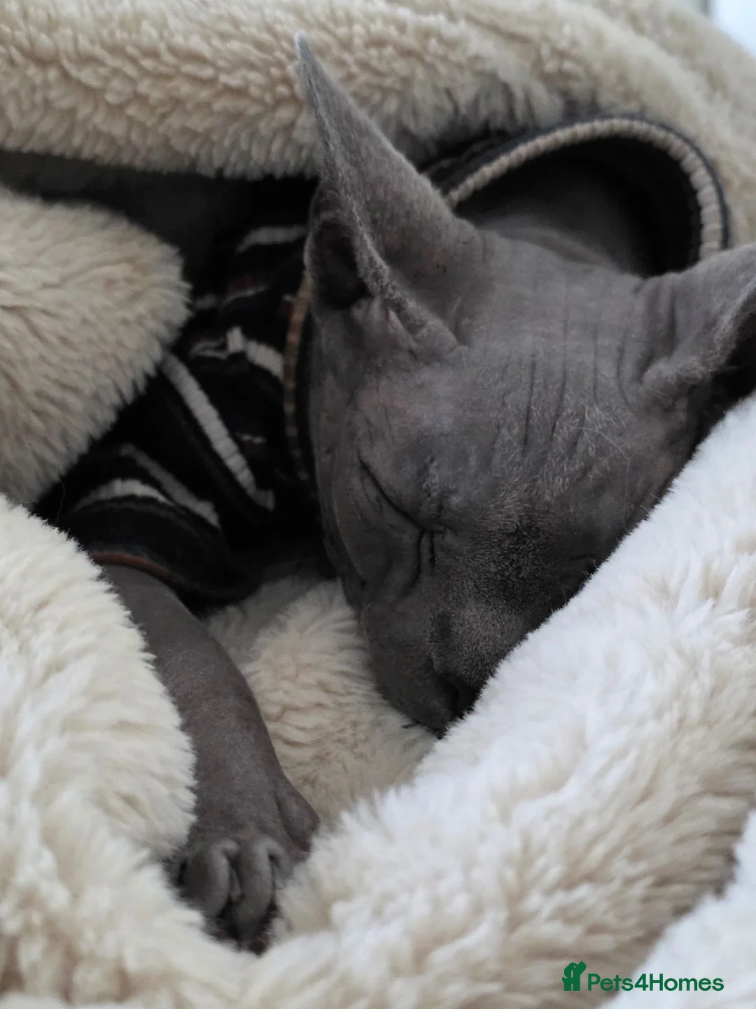 Sphynx cats for sale: Adult male blue sphynx cat - Advert 6