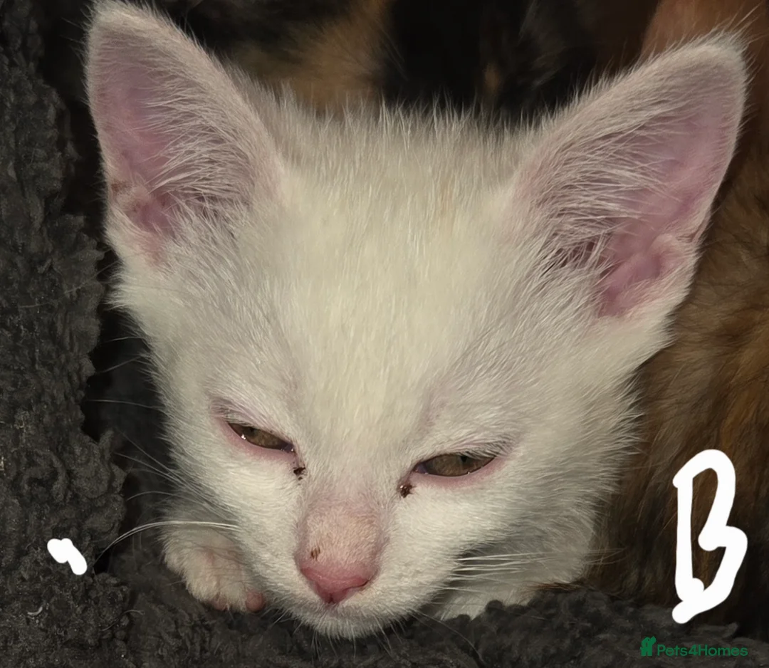 Mixed Breed cats for sale: Kittens  - Advert 24