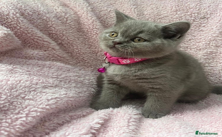 British Shorthair cats - Advert 1
