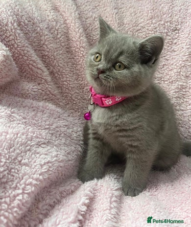 British Shorthair cats - Advert 1