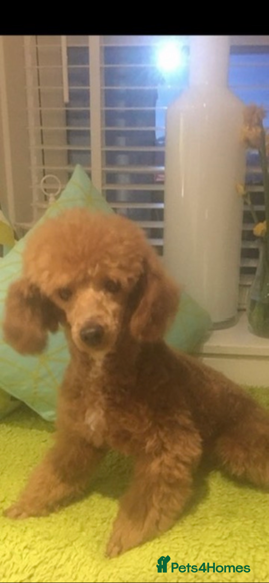 Toy Poodle dogs for sale: KC STUNNING TRUE TOY POODLES  - Advert 7