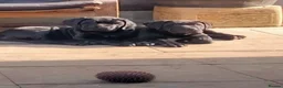 Cane Corso dogs for sale: Cane Corso puppies ready to leave now - Advert 31