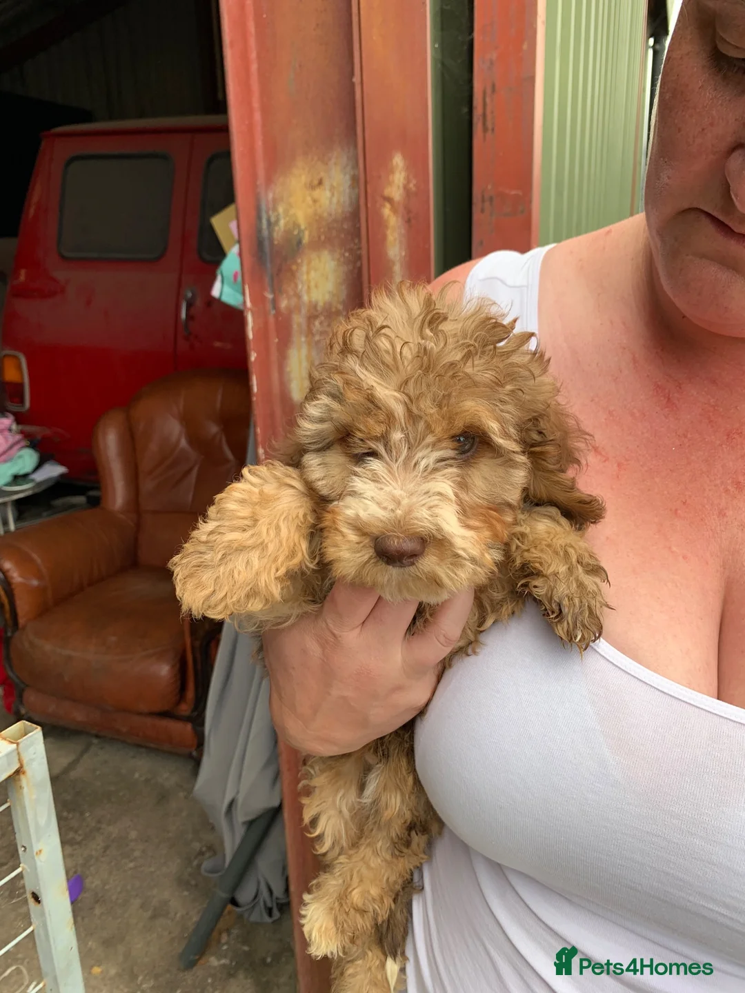 Cockapoo dogs for sale: F2 Cocker poo puppies  - Advert 2
