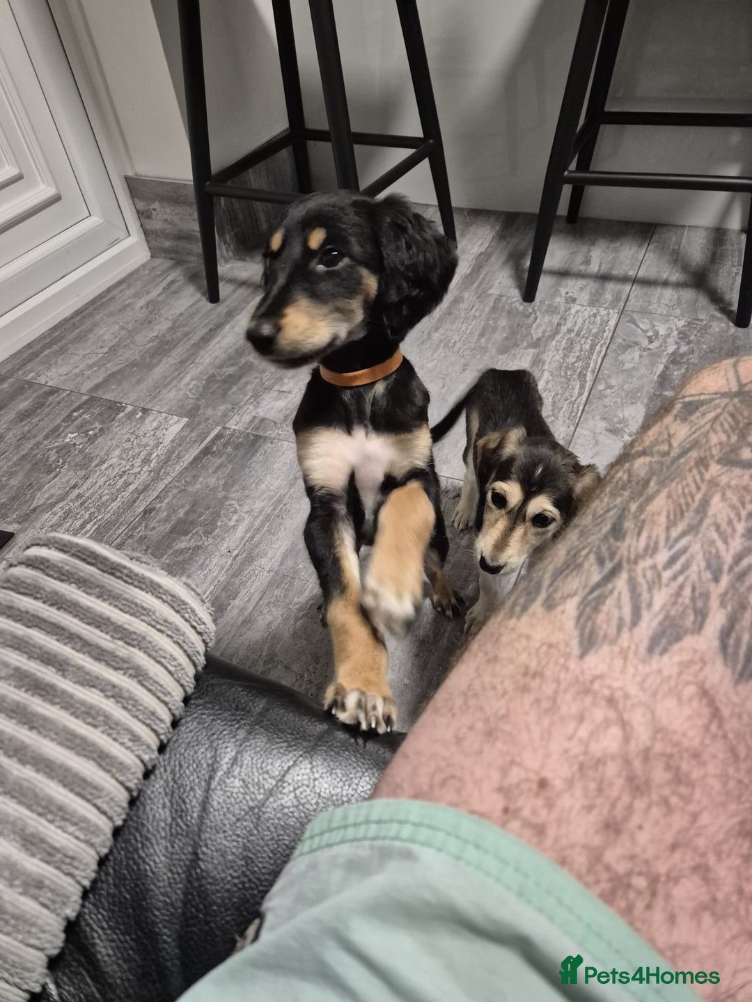 Saluki dogs for sale: Stunning Saluki puppies - Image 8