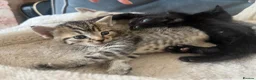 Mixed Breed cats for sale: Stunning Kittens for sale, super friendly - Advert 12