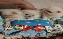 Pomeranian dogs for sale: 💝💝💝High-quality little boys💝💝💝 - Image 9