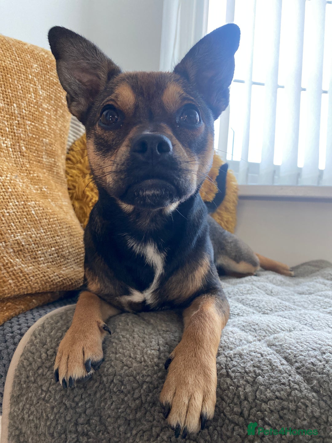 Mixed Breed dogs for sale: Jackchi - Image 2