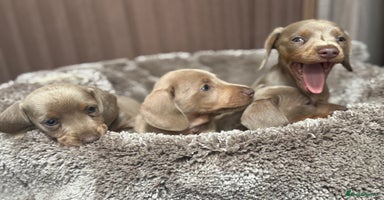 Miniature Dachshund dogs - Advert 5