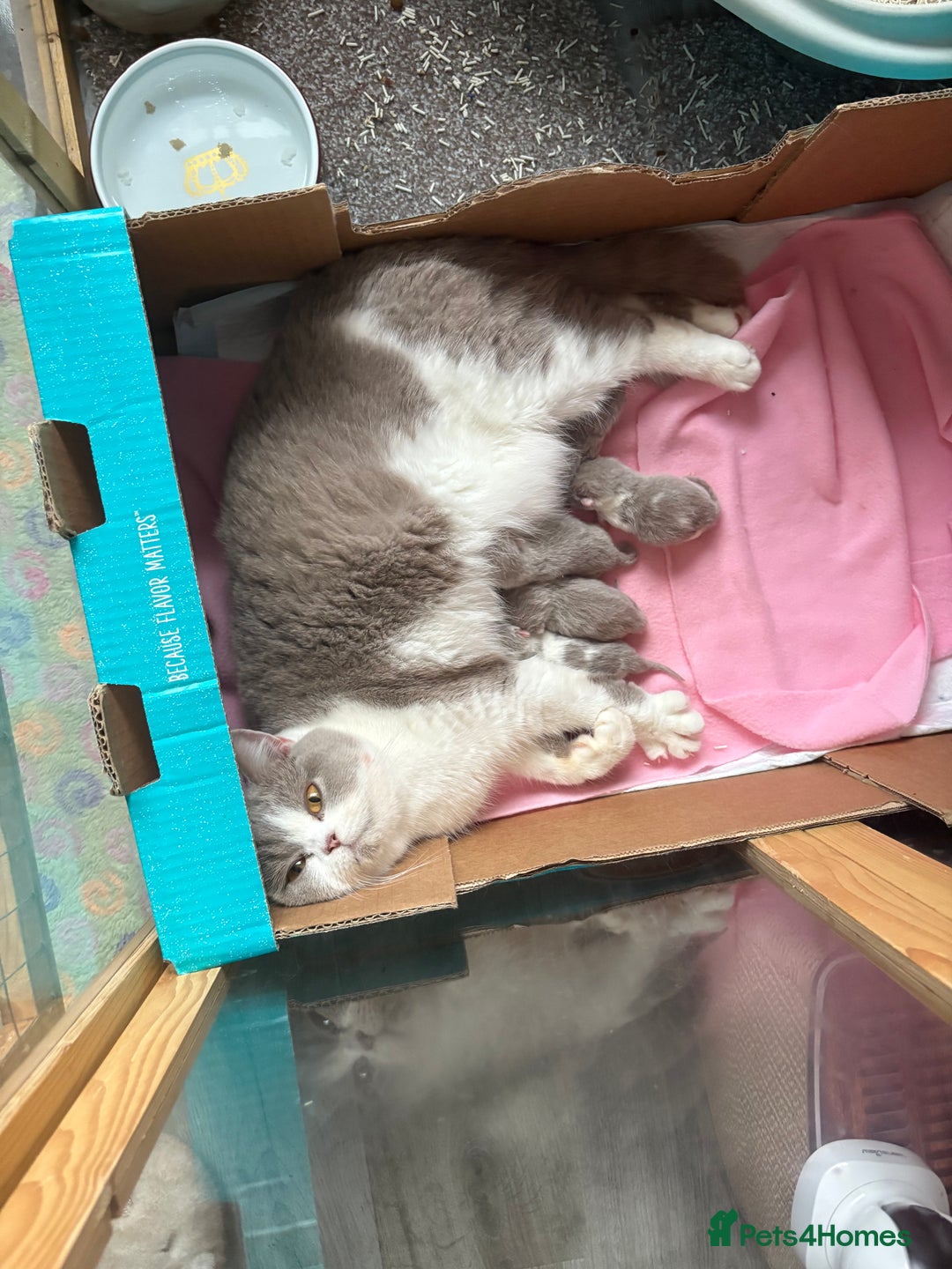 British Shorthair cats for sale: ✨ Gccf Champion Parents. Lilac bi colour male ✨ - Advert 17