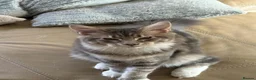 Maine Coon cats for sale: Large Pedigree TICA Maine Coon kittens- Last 2  - Advert 5