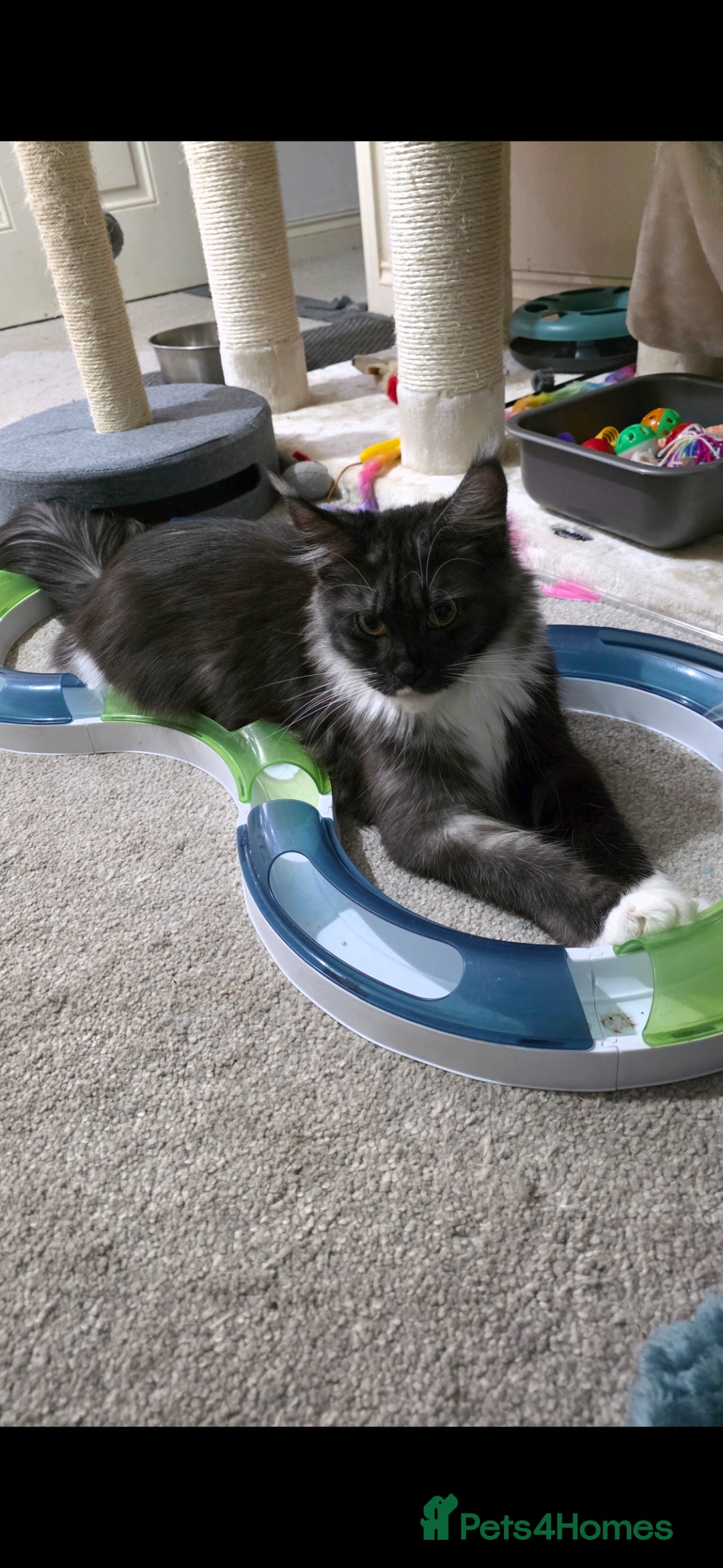 Maine Coon cats for sale: Female Maine Coon  - Advert 5