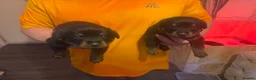 Rottweiler dogs for sale: Rottweiler pups - Advert 8