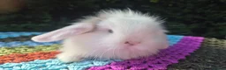 Mini Lop rabbits for sale: 🧡 TEDDYWIDDER X MINI LOP BABIES 😍 - Advert 12
