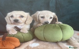 Miniature Dachshund dogs for sale: English creams miniature dachshunds  - Image 23