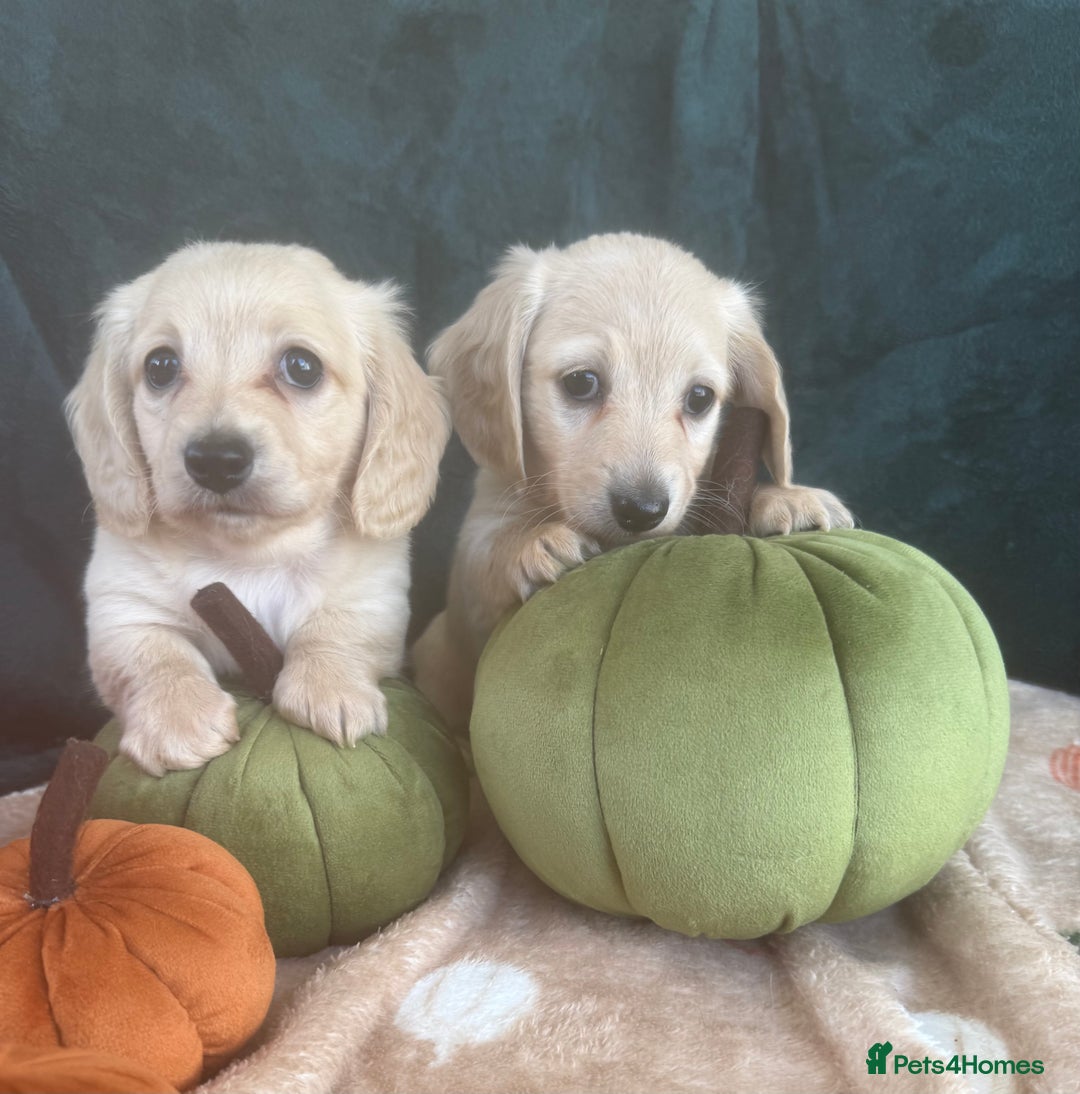 Miniature Dachshund dogs for sale: English creams miniature dachshunds  - Image 23